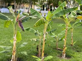 Банани успешно виреят в Момчилград.
Снимка: Паола Хюсеин
