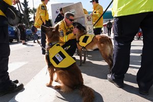 5 български кучета спасители са изпратени в Турция да търсят оцелели