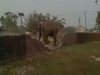 Над 100 къщни разруши разярен слон в източния индийски град Силигури, съобщава lifenews.ru. Не е ясна каква е причината за действията на животното, но журналисти в града описват случката като хаос.
Гигантският слон е предизвикал сериозна паника сред местните жители. Полицията не е посмяла да стреля по животното и е повикала служители на 