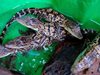 Почти 400 крокодилчета са били спасени от трафиканти в Южен Китай