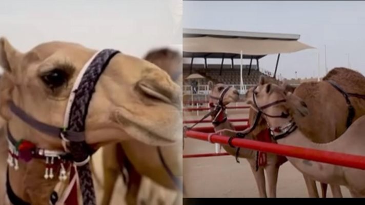 Най-красивата камила избраха в Абу Даби