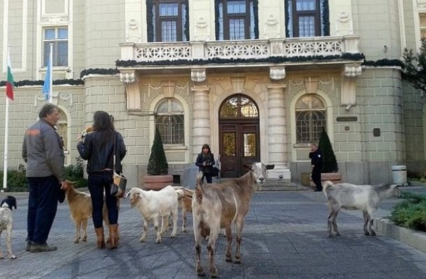 През 2013 г. бай Георги довете козите си пред община Пловдив в знак на протест.
