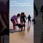 Спасиха куче, плувало навътре в морето (Видео)