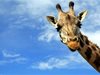 Почина най-възрастният жираф в света