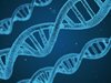 Български и чужди учени работят по модел, свързан със сложни ДНК увреждания