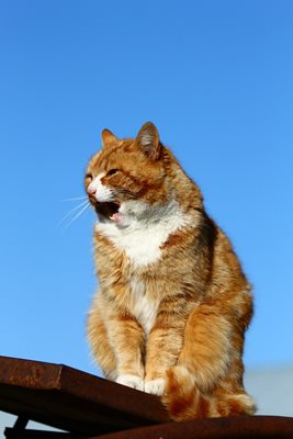Египетската Мау котка