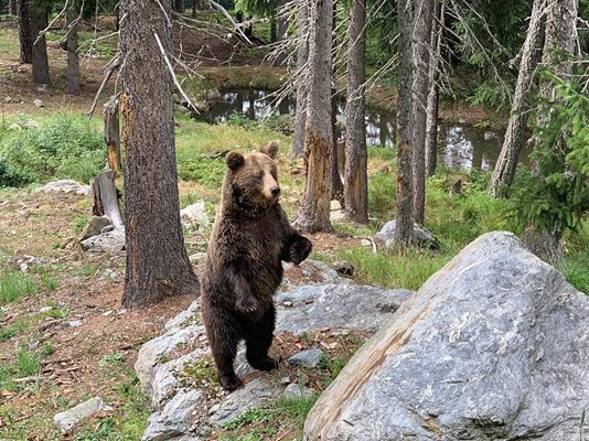 Българските мечки са живели в цирк и в клетки в България.