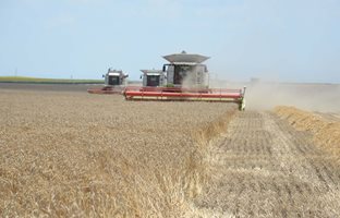 Само 16 млн. компенсации засега за фермерите заради украинското зърно