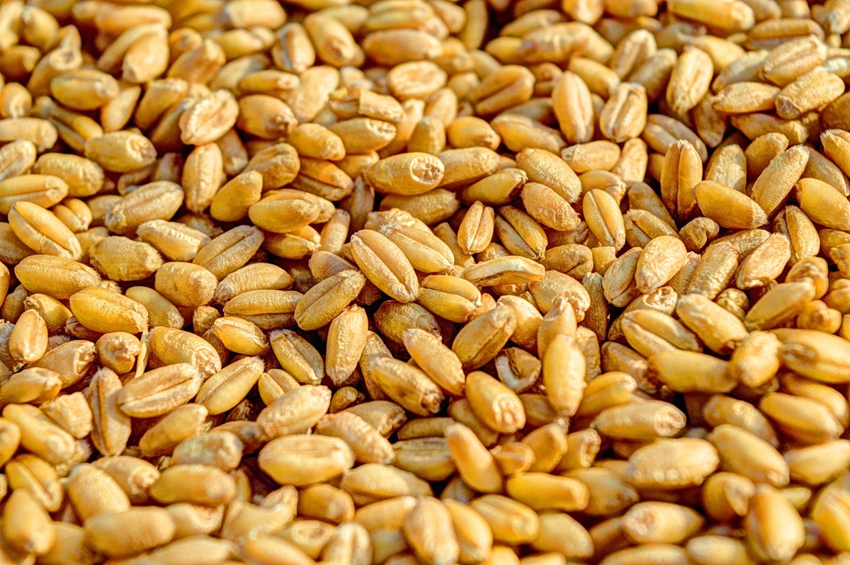Цените на основните зърнени стоки се успокоиха на световните пазари в края на април