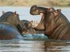 Хипопотам обърна лодка в Африка, момче загина, а 23-ма са в неизвестност