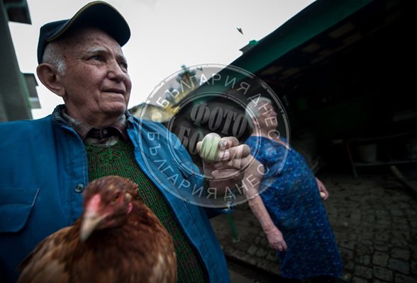 Баба Гена и дядо Стоян с фамозната кокошка и едно от зелените яйца
