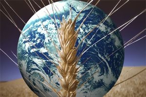 IGC преразгледа световното производство на зърно нагоре