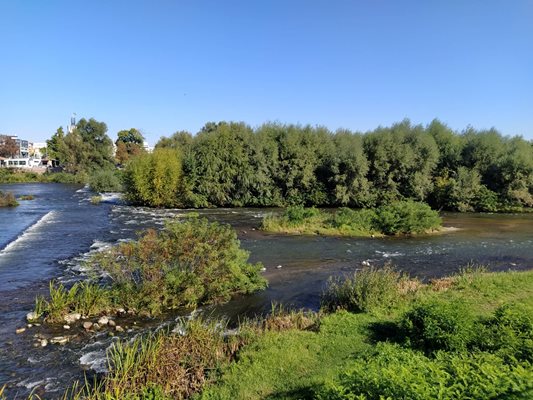 Коритото на река Марица е превърнато в джунгла.