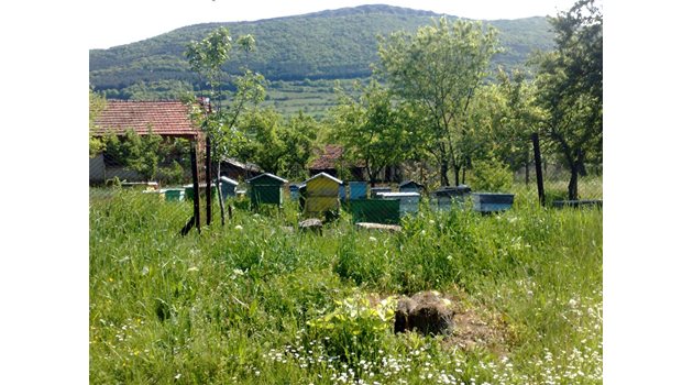 МОР: В село Горна Бешовица пчелните кошери бяха поразени от пестицид.