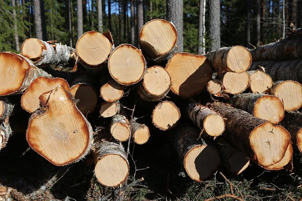 Издирват бракониери, отсекли 214 дървета край Велико Търново