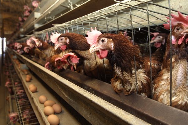 Повишението на цената на яйцата и пилешкото месо се дължи на скъпите фуражи и енергоносители СНИМКА: Архив