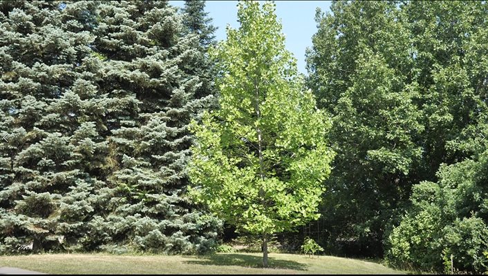 Дървото лале се намира близо до входа на ботаническата градина.
СНИМКА: ЙОРДАН СИМЕОНОВ