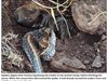 Огромна тарантула изяде змия в Бразилия (снимки + видео)