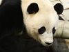 САЩ връща на Китай бебе панда (Видео)