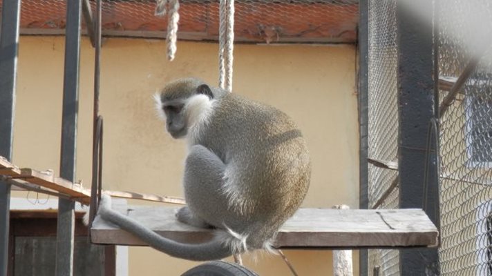 В Бразилия има над 1700 случая на маймунска шарка