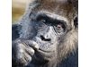 Най-възрастната горила в Европа чества
рожден ден (Видео и снимки)