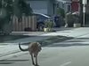Полицията залови кенгуру, подскачащо из Форт Лодърдейл (Видео)