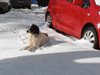 Трима волнонаемни награбили лопати и се появили в кучешкия приют край Шумен да ринат сняг