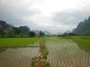 Китай стартира отглеждането на ориз в солени почви
