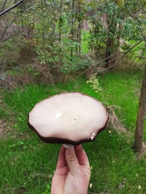 Печурка с екстра размери