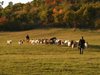 Празник на реколтата организираха в село Горна Бела речка