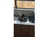 Вижте как малка маймуна мие чинии (Видео)