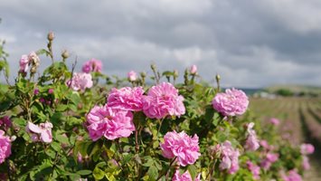 Маслодайната роза става туристически символ на 19 общини, сред тях Карлово и Хисаря