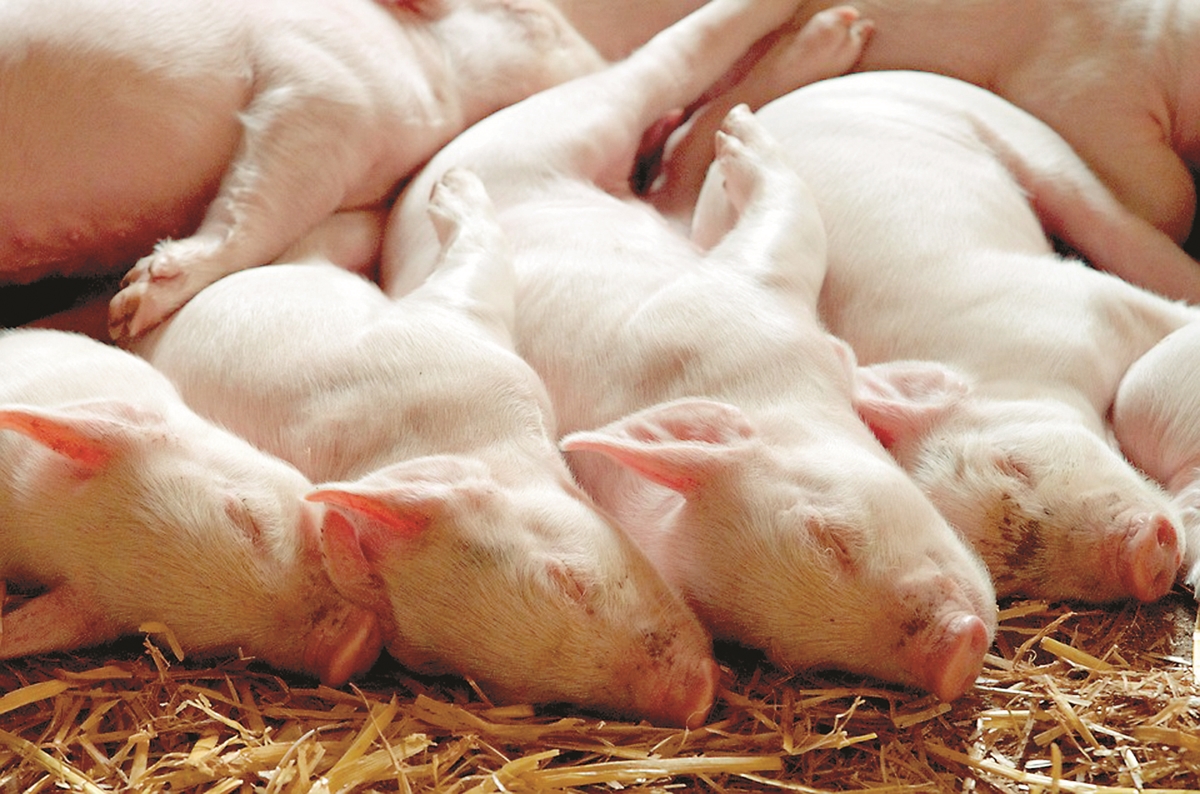 ЕК одобри облекчения при търговията с живи свине за България