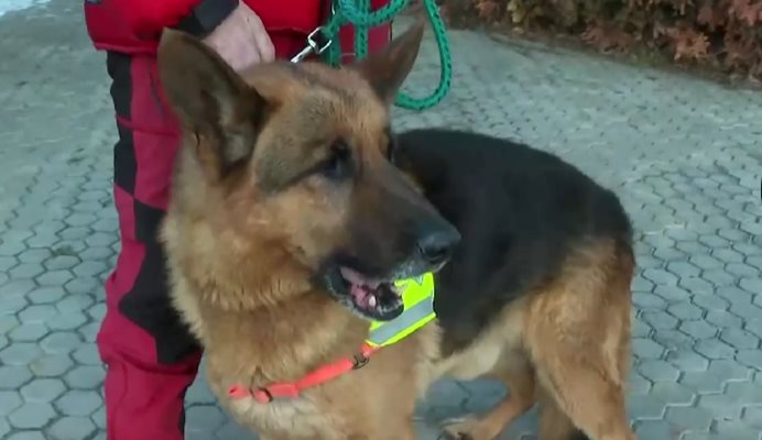 Българското спасително куче Фелс Кадър: Нова тв