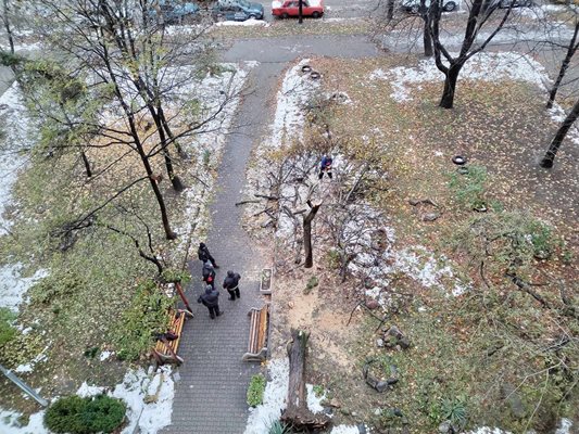Екипи разчистват паднали клони в столичен квартал
Снимка: 24 часа