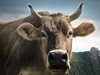 Избягала крава причини катастрофа в Карловско, отмениха глобата на стопанина й