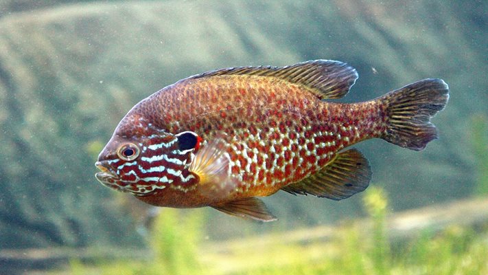 Слънчева рибка/ Слънчевка / СНИМКА: wikipedia