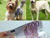 Измамник плати с фалшива банкнота от 500 евро за куче в Панагюрище