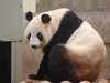 Гигантска панда роди в зоологическата градина в Токио (Снимки)