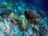 Кораловите рифове се разболяват от пластмасовите отпадъци