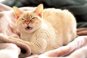 Астма при котките – симптоми и лечение