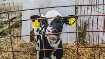 Забраната на клетките за телета няма да навреди на индустрията