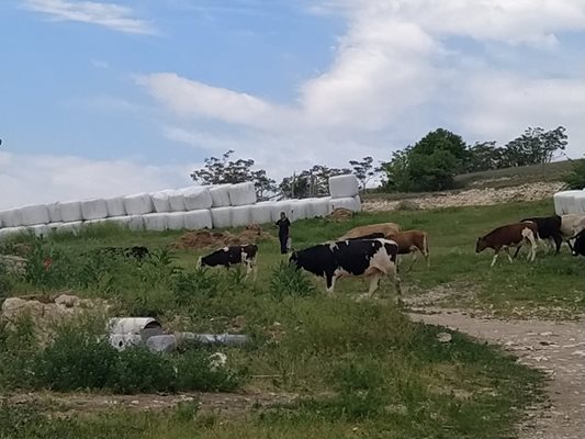 Около 40 телета са останали в стопанството на Пирилис.