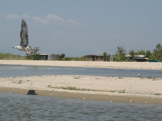 Десетки видове птици гнездят в делтата на река Места и тя е 
обявена за резерват в гръцката си част.