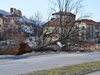Десетки сигнали за паднали дървета в Пазарджик заради бурния вятър