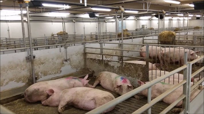 Осветлението в помещенията за отглеждане на свине влияе на продуктивността и на поведението на животните
Снимки: SKIOLD GROUP/YouTube