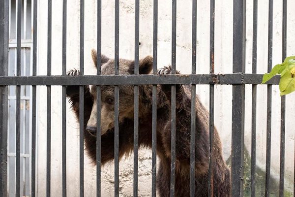 Веско не е бил щастлив в зоопарка