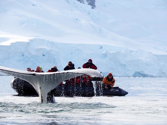 Китове във водите на Антарктида