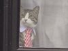 Котка контролира реда на изслушването на Асанж (видео)