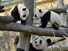 Малките панди във виенската зоологическа градина излязоха на първата си разходка